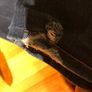 hilfiger jeans Image 5