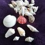Basket of Seashells Image 5