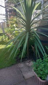 plant