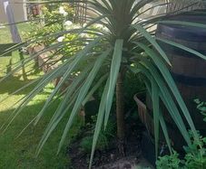 plant