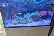 red sea reefer g2 250