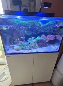 red sea reefer g2 250