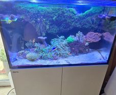 red sea reefer g2 250