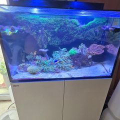 red sea reefer g2 250
