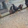 Fertile Hatching Eggs Image 5