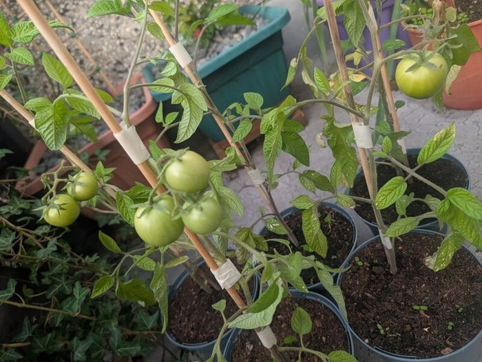 tomato
