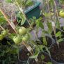 tomato Image 6