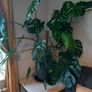 Large Monstera plant Image 2