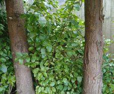 mature Griselinia littoralis hedge plants