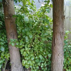 mature Griselinia littoralis hedge plants