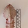 Hippopotamus Figure Image 5