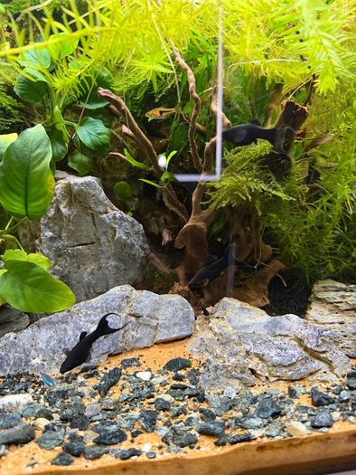 Fish Tank And stand with fish and plants