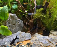 Freshwater Fish
