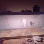 fish tank Image 4