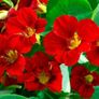 Variety of Nasturtium seeds from 1euro Image 6