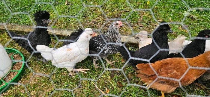 Chicks