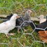 Chicks Image 4