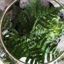 Forest in the jar 32x25 cm Image 2