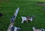 Pygmy Goats