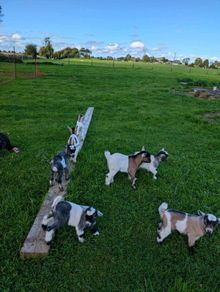 Pygmy Goats