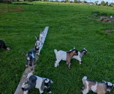 Pygmy Goats