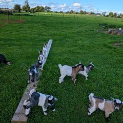 Pygmy Goats