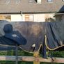 Pony turnout rugs Image 8