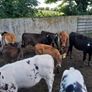 10 weanling heifers Image 6