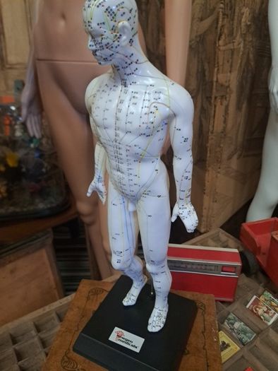 Anatomical Male Mannequin