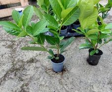 Laurel Hedging