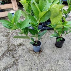 Laurel Hedging