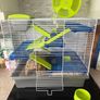3 months old Syrian Hamster Image 2