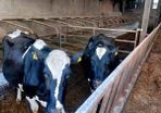 Dairy cows