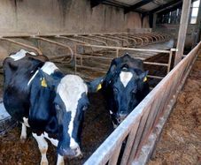 Dairy cows