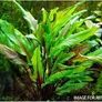 Aquarium plants for sale Image 7