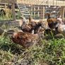 hens Image 4