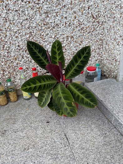 plant