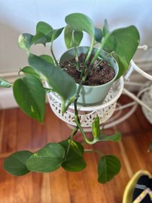 Trailing pothos