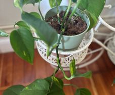 Trailing pothos