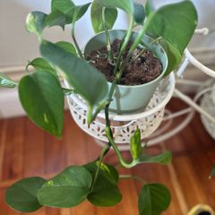 Trailing pothos