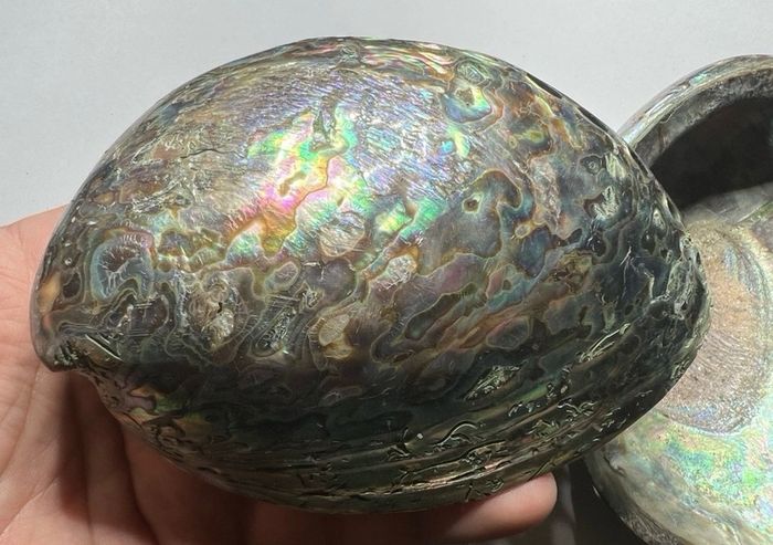 New Zealand Paua Abalone 3 Sea Shells Mother of Pearl