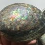 New Zealand Paua Abalone 3 Sea Shells Mother of Pearl Image 7
