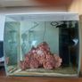 fish tank salt water 60 litre Image 5