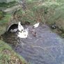 Ducklings Image 10