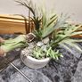 seculent pot Image 6