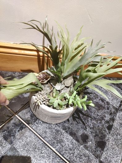 seculent pot