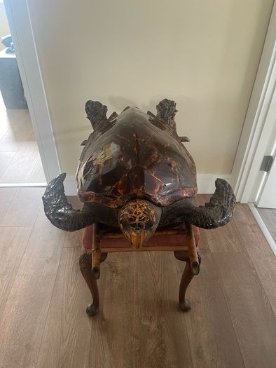 Antique Rare Large Taxidermy Hawksbill Sea Turtle