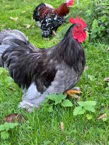 Bantam cockerels