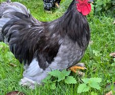 Bantam cockerels