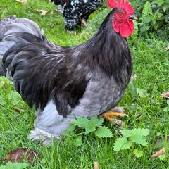 Bantam cockerels